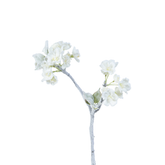 Ciliegi di neve
